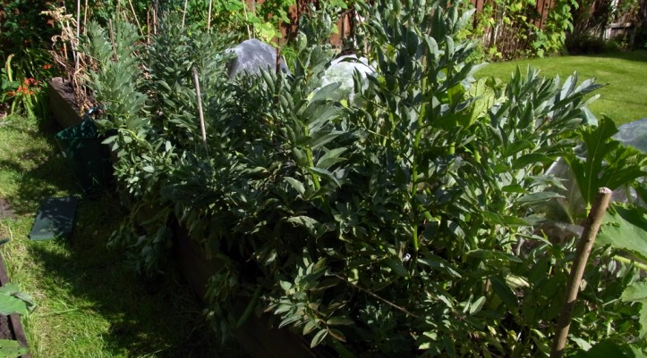 Dwarf broad bean variety 'The Sutton'