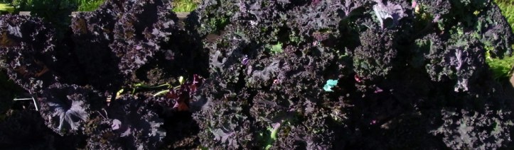 Scarlet Kale - frillier than a french frock
