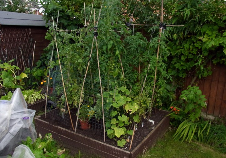 Tomato bed, with a couple of cucumber plants on the nearest corner