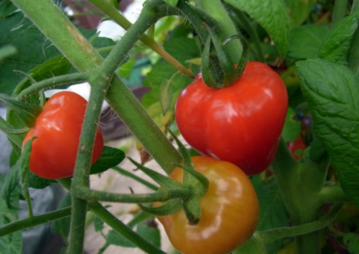 Tomatoberry tomatoes, first to ripen