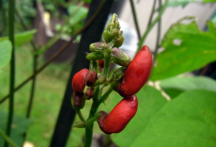 Runner bean flowers to follow shortly