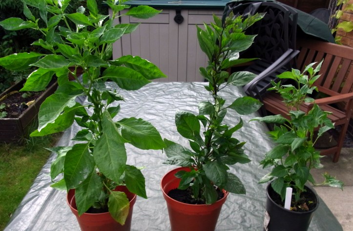 Chilli plants. Left to right: Peach Bhut Jolokia, Pink Tiger, Maya Pimento.