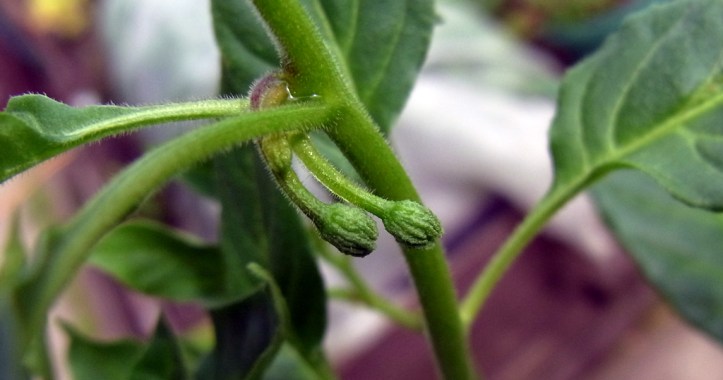 Pinhead-sized flower buds on a Maya Pimento chilli plant