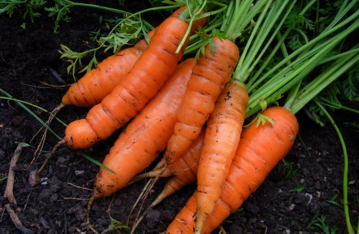 Early Nantes carrots
