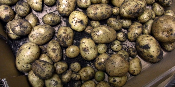 Maris Pipers, going into a cardboard box for storing
