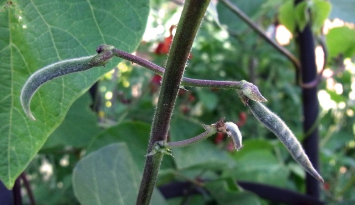 Tiny new runner beans, just an inch long for now