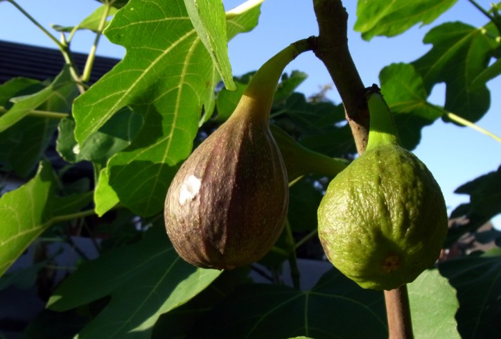 Figs basking in the warm evening sun