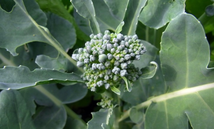 Calabrese starting to form