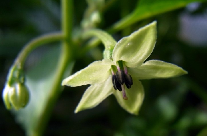 Tiny Maya Pimento flowers