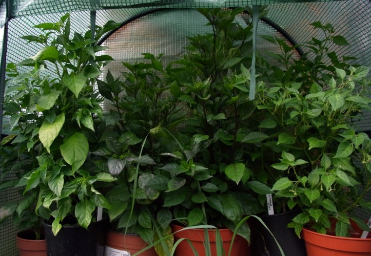 Bushy chilli plants: Peach Bhut, Pink Tiger and Maya Pimento