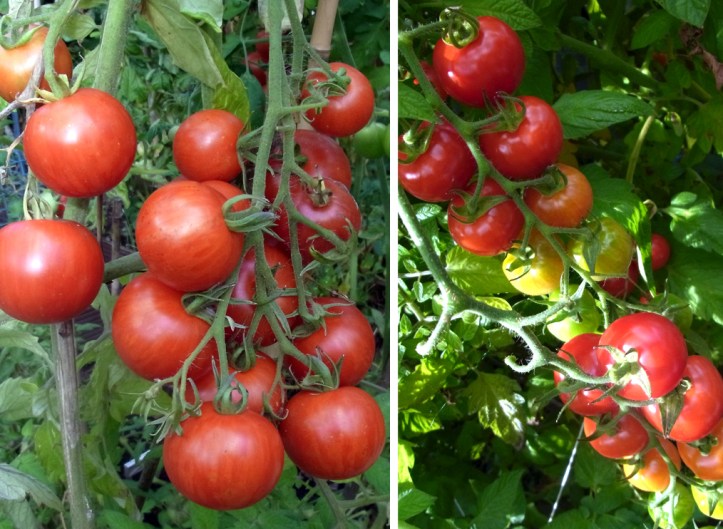 tomatoes