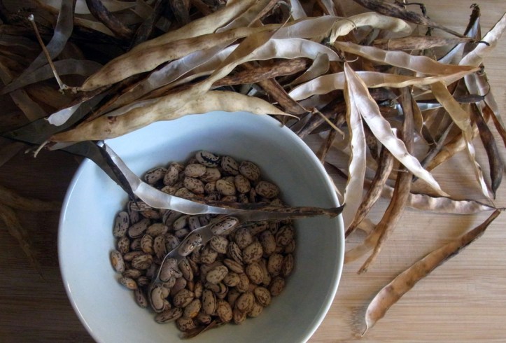 Shelling Bobis d'Albenga beans