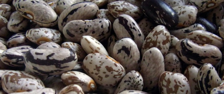 Bobis d'Albenga beans