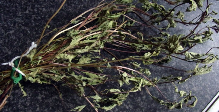 Dried Thai Basil, ready for stripping and storing