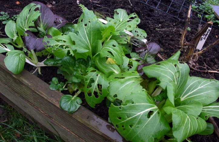 Somebody got to the Pak Choi before me