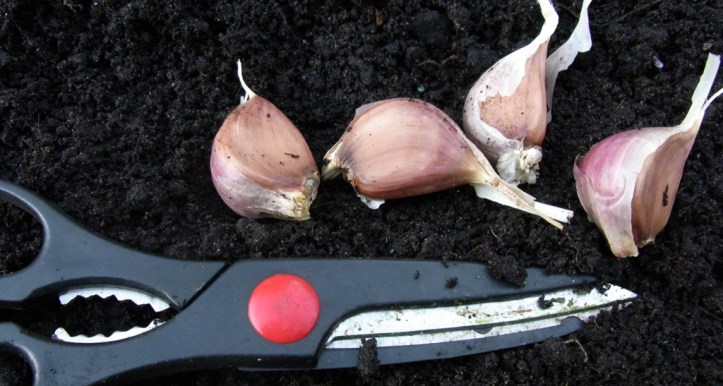 Big chunky cloves promise well