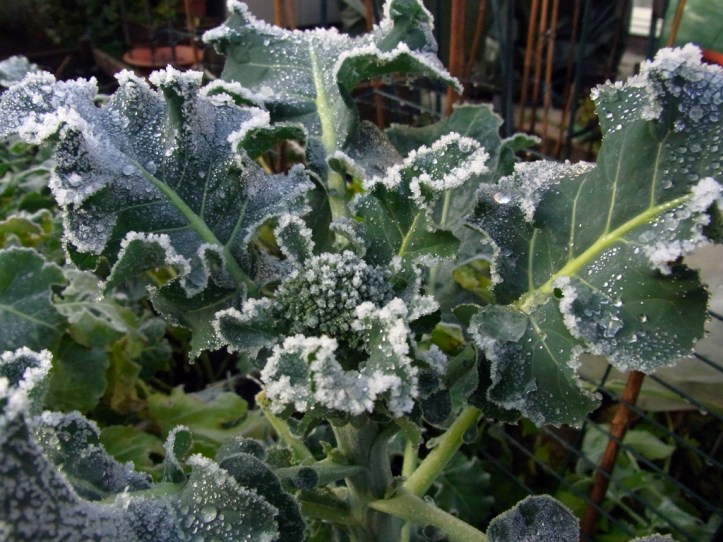 Icy broccoli