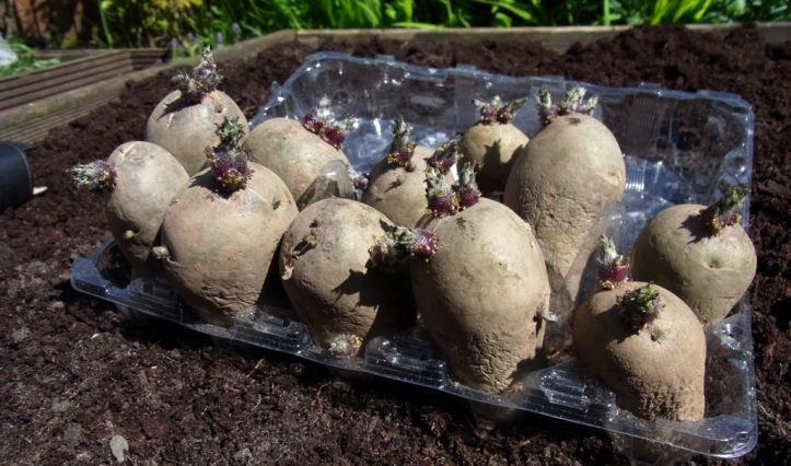 Sprouty potatoes ready for planting