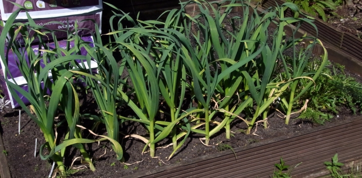 Overwintered garlic, still with a few months to go.
