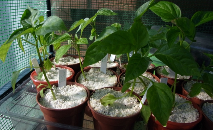 Sweet peppers in the hot house