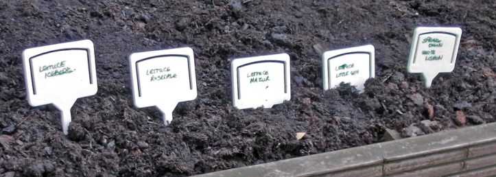 Tightly packed rows of lettuce