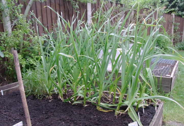 Garlic growing well
