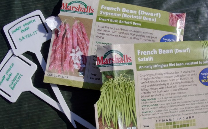 Nice beans sown today