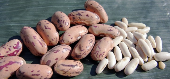 Borlotti left and tiny Satelit on the right