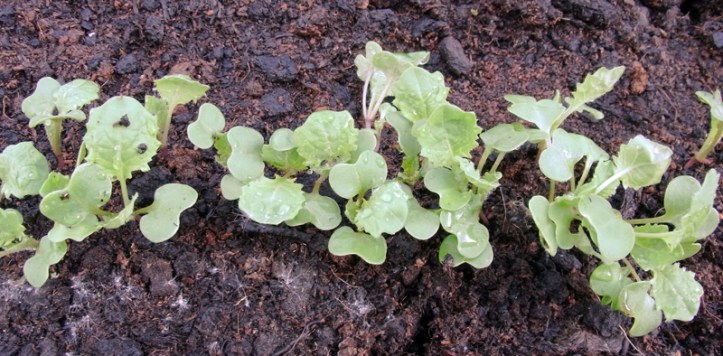 Swede seedlings needing to be thinned out