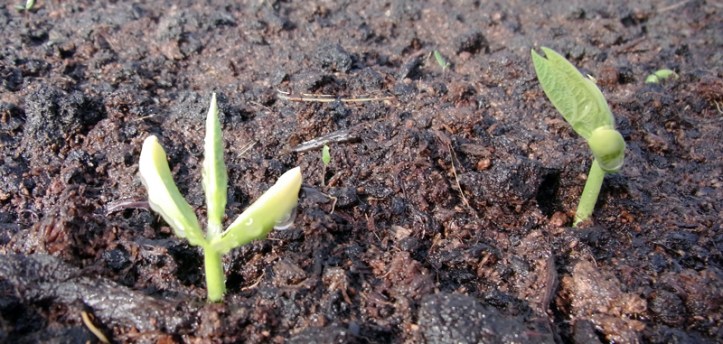 Castandel bean shoots appeared less than a week after sowing