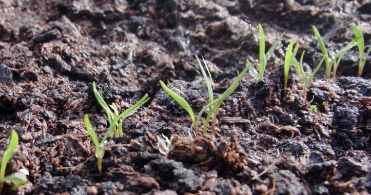 Carrot seedlings