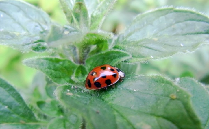 A welcome visitor to the oregano