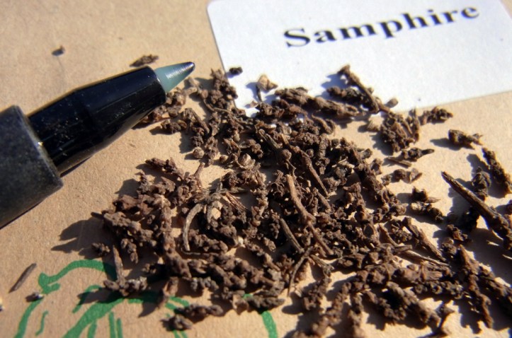 Marsh Samphire seeds ..