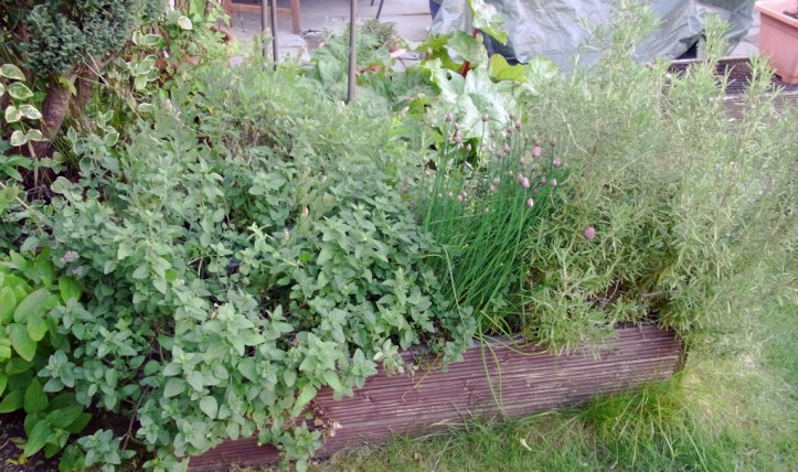 Rampant herb bed: oregano on the left