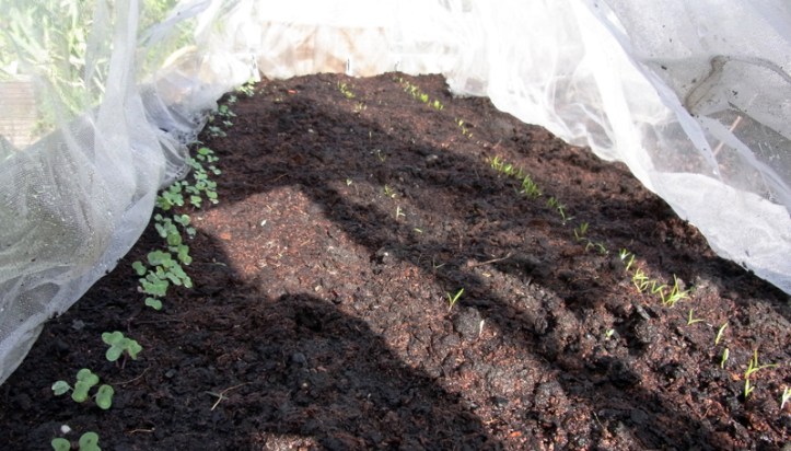 Inside one of the mesh tunnels, (l-r) Swede, carrots and more carrots