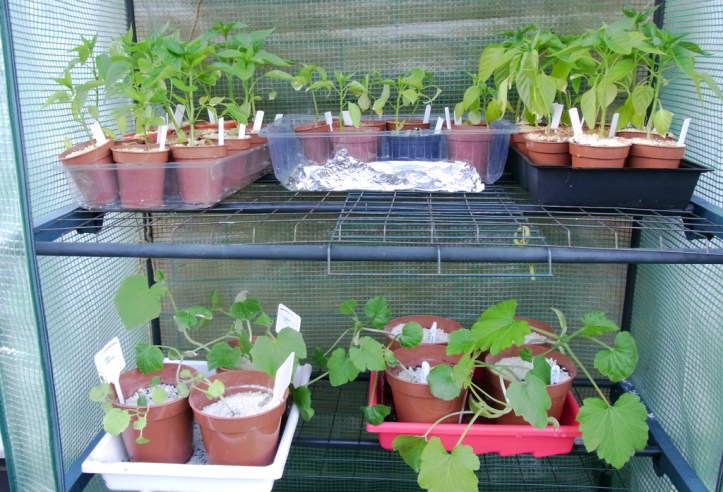 Chillis, peppers, courgettes, cucumbers and darkroom equipment