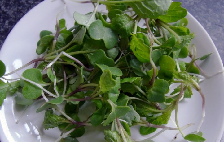 Swede seedlings needing to be eaten!