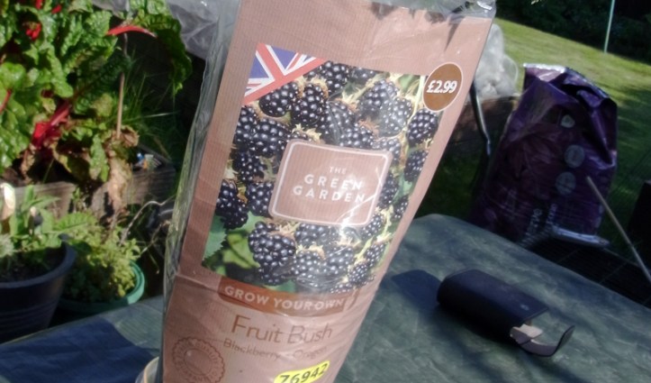 Good value blackberry plant from Aldi