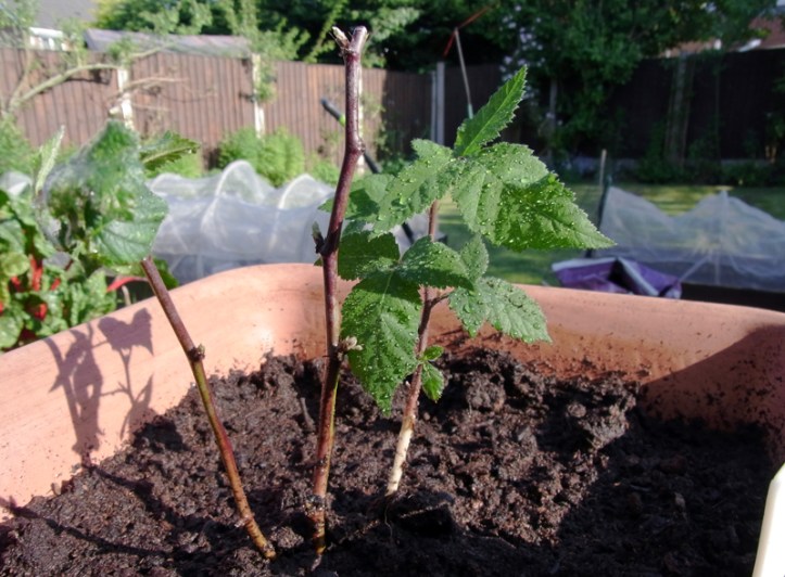 Blackberry pruned down