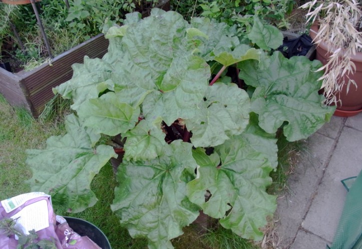 Rhubarb taking over the world!