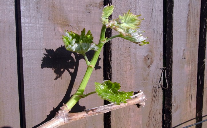 New shoots on grape vine