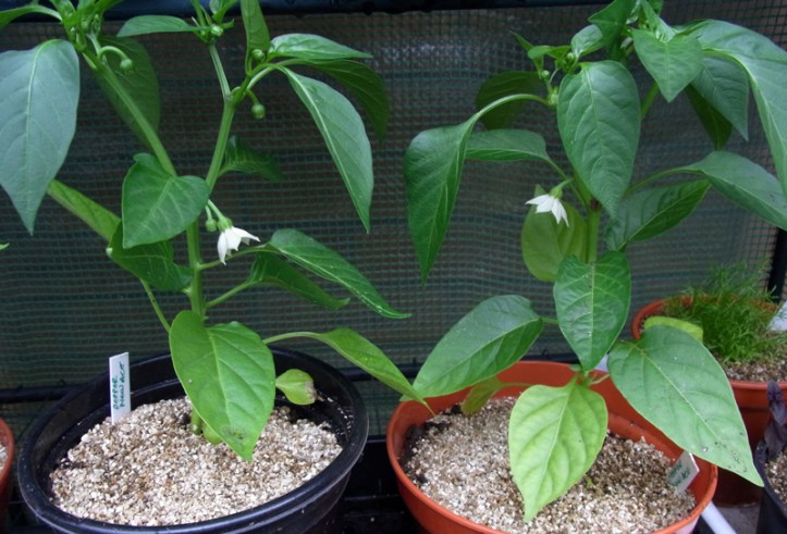 New Ace sweet pepper plants, full of flower buds
