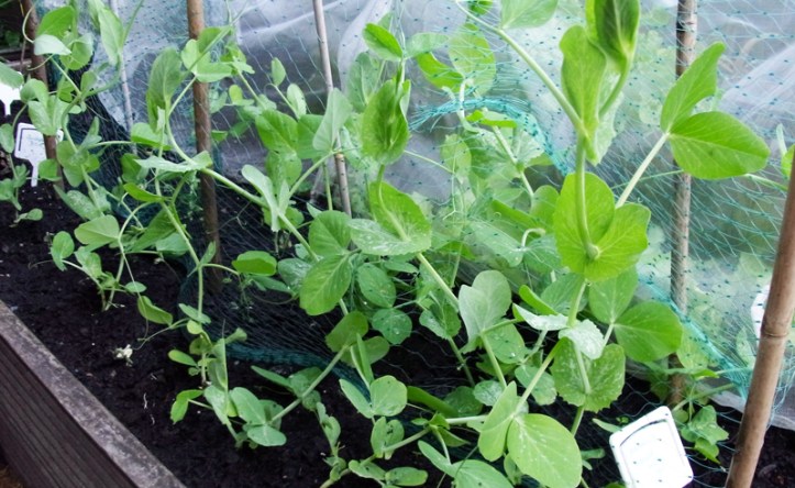 Mangetout climbing netting