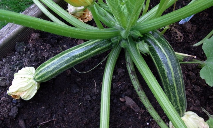Romanesco courgettes