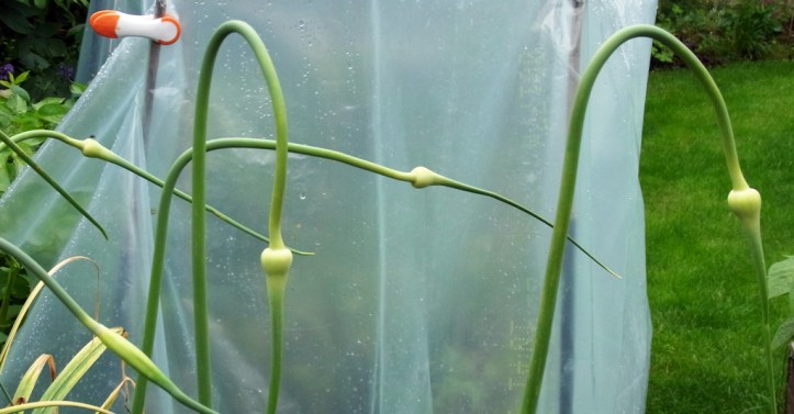 Garlic scapes