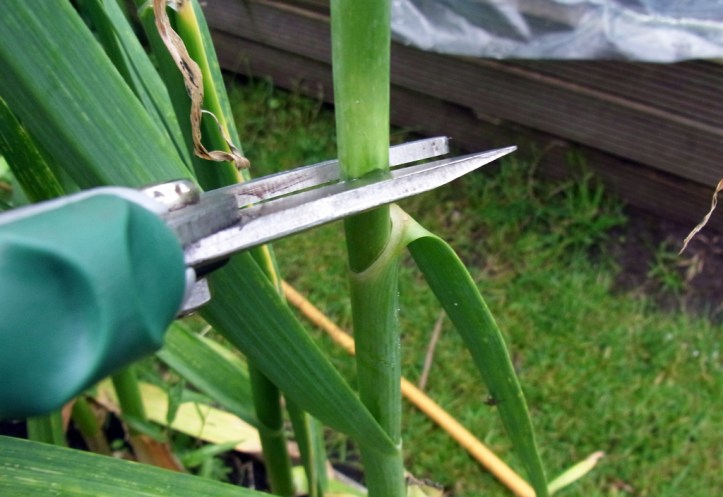 Cut them as low as possible