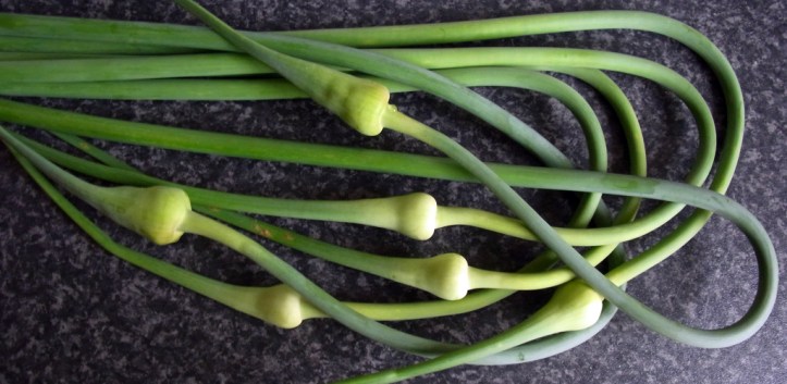 Garlic scapes
