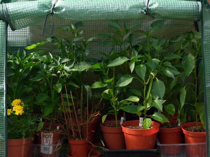 Sweet pepper plants