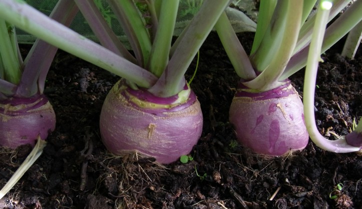 Swedes rounding out nicely