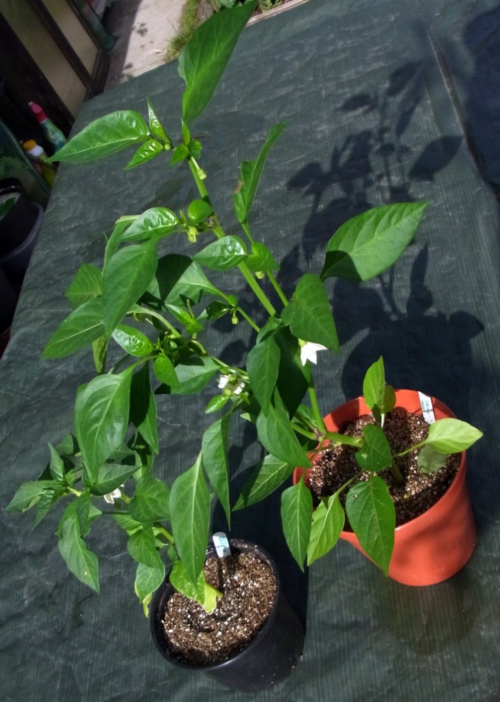Small chilli (left) dwarfed by large sweet pepper (right). Both were sown on the same day.